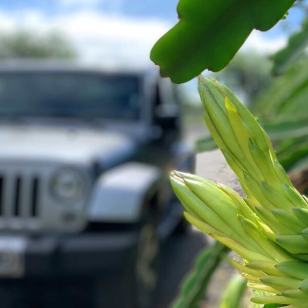 Jeep and flower buds